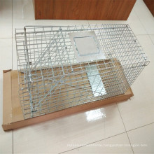 Foldable steel animal trap Fox cage trap